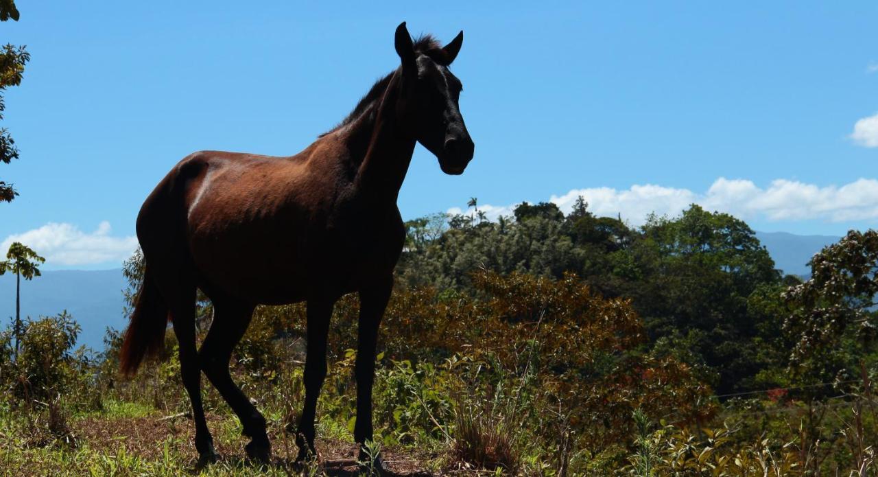 Hacienda Monteclaro Hotell Turrialba Exteriör bild